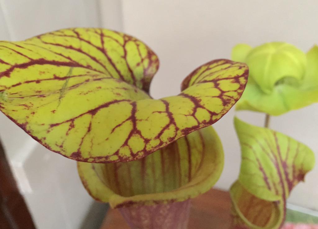 Natural History Museum (@nhm_london) on Twitter photo A special @PlantDay2015 <a href="/NatureLive/">Nature Live at NHM</a> at 14.30 - discover the plants that bite back nhm.ac.uk/visit/whats-on… #PopUpPlants A special @PlantDay2015 <a href="/NatureLive/">Nature Live at NHM</a> at 14.30 - discover the plants that bite back nhm.ac.uk/visit/whats-on… #PopUpPlants