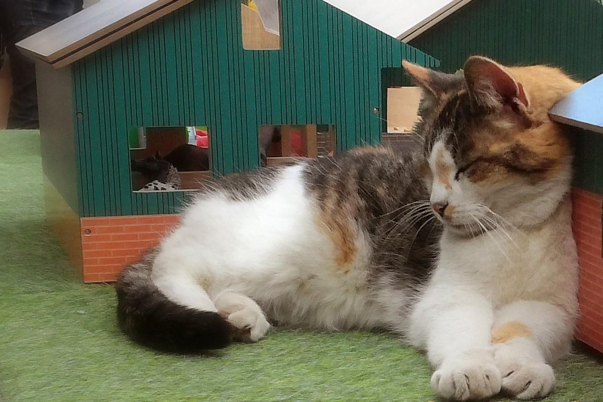 boerderij kat