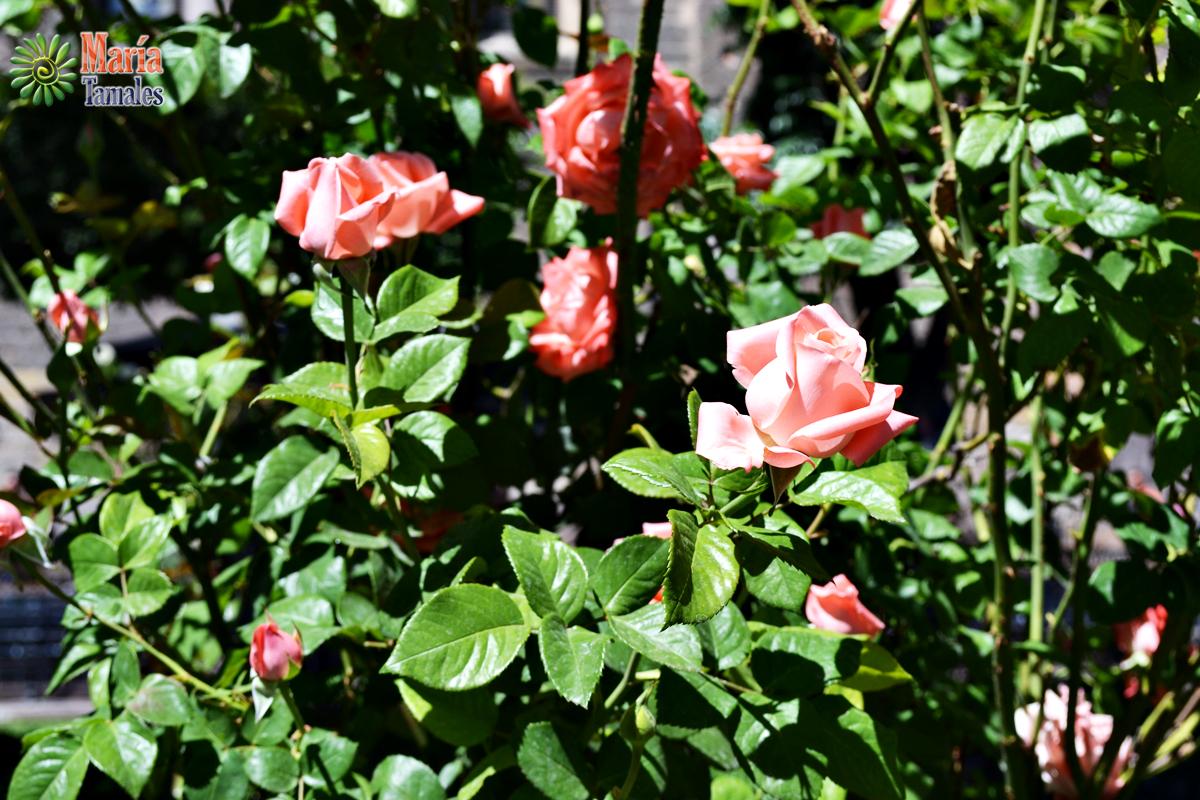 SoyMariaTamales's tweet photo. ¡Bonita semana les deseo, con esta bella postal desde el Jardín Hidalgo @EnTlaquepaque! http://t.co/1Hpgjn6fTD