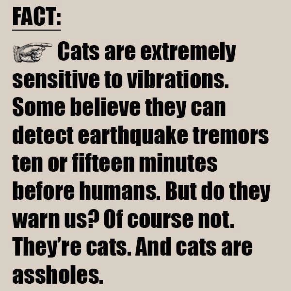 MensHumor's tweet image. Cats are never to be trusted!