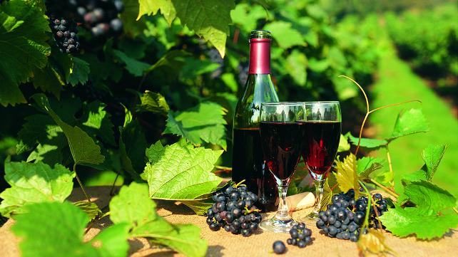 visitwales's tweet image. #Saturday is the start of #welshwineweek. Discover the #wine trails of #Wales: j.mp/WineWe