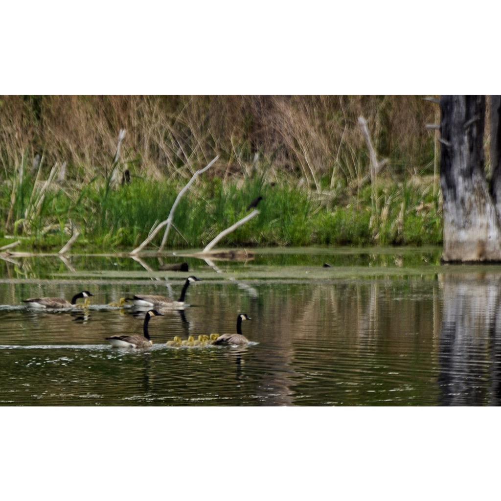 DavidBeck_33's tweet photo. Family Bonding #BandedLife #Goslings http://t.co/airaKjSatV