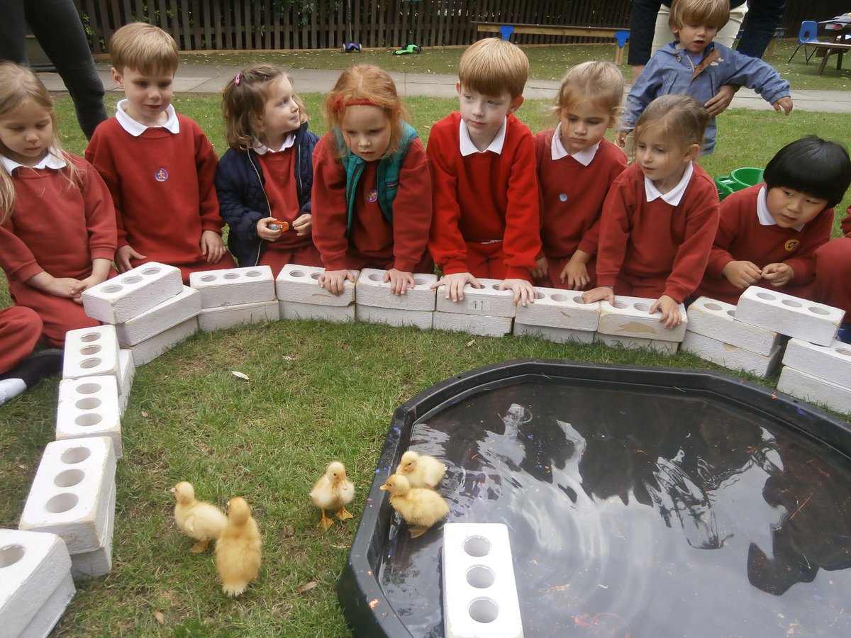 RavenstoneTLG's tweet photo. The ducklings are growing bigger every day and love to have a swim! http://t.co/7dmKcnda6K