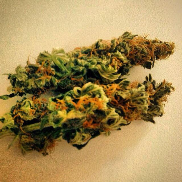 Weed Grower tweet media