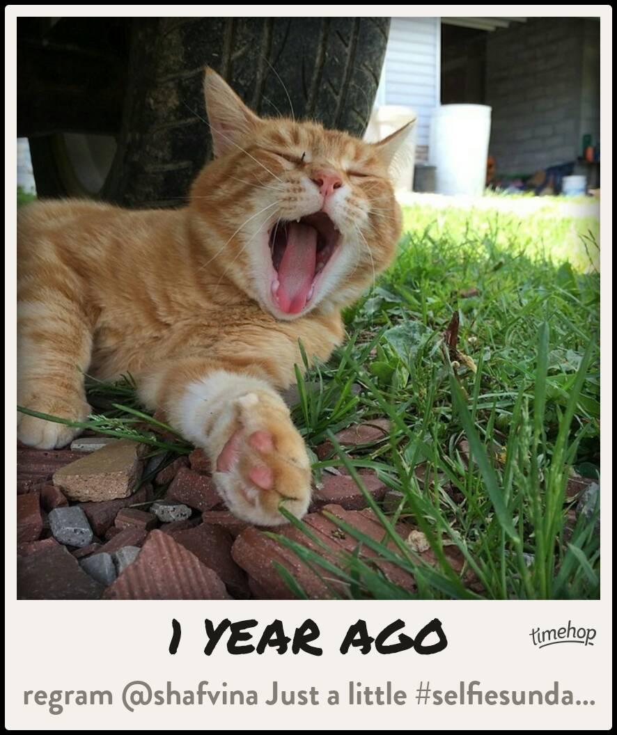 krazi80sladi's tweet photo. Poor hooker. Passed away last summer :(  #rip #bestcatever http://t.co/Ax2ox3MZYE