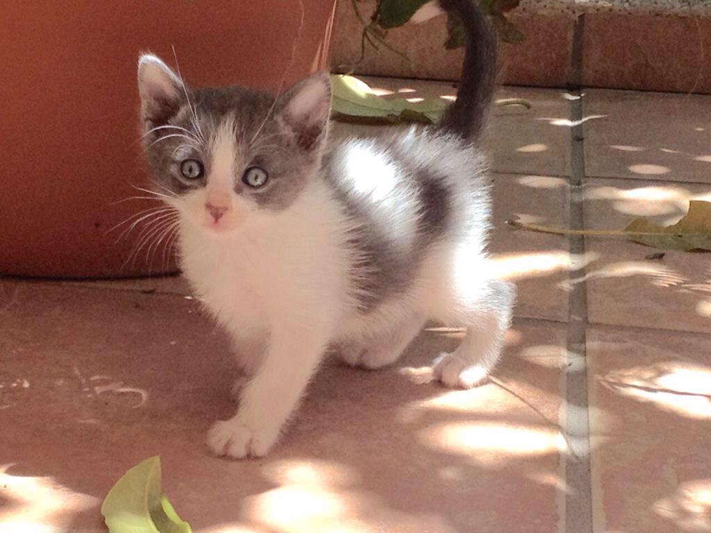 Enca_talavera's tweet photo. Mira qué preciosidades se regalan! #regalogato http://t.co/f9tpWY8NWo