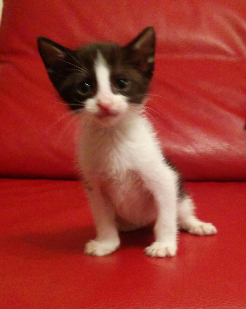 Enca_talavera's tweet photo. Mira qué preciosidades se regalan! #regalogato http://t.co/f9tpWY8NWo
