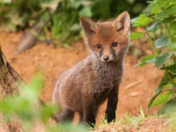 It takes a special kind of bravery to take on a fox, with nothing but 25 of your mates on horseback and 35 dogs.