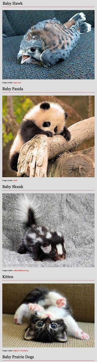 cracklecocandle's tweet photo. #YoureNotFunToBeWithIf this picture doesn’t make you go and buy a baby hawk, baby panda, baby skunk or kitten. http://t.co/Sjmu0wveEl