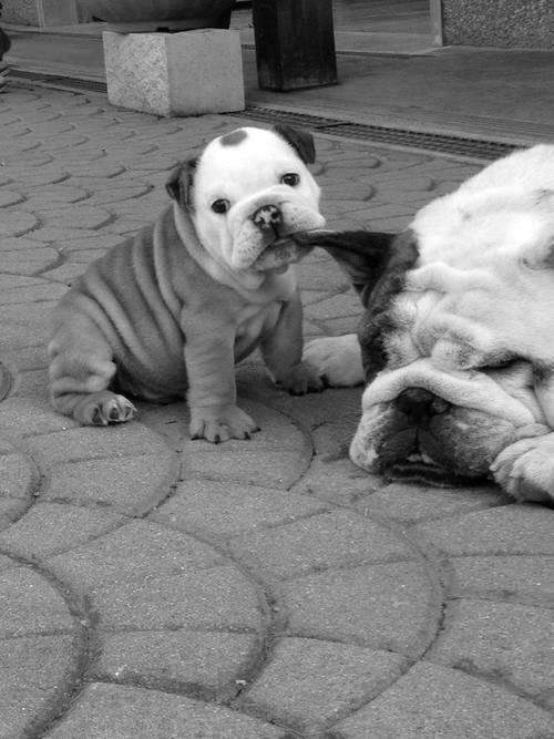 mommy i wanna play bit.ly/1Lel3VS
#cute #puppy