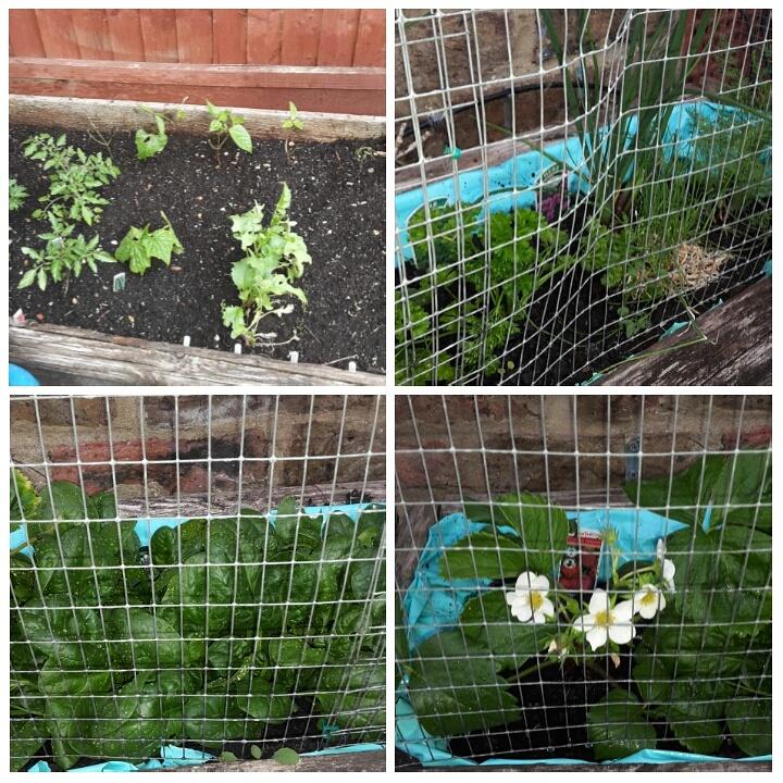 Angielunnon_pt's tweet photo. My garden of gains 👌💪 #spinach #strawbs#springonion#chives#radish#dill#lettuce#runnerbeans#cucumber#parsley#carrots http://t.co/6QUNB9NUTm