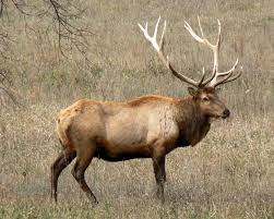 discounthunts's tweet photo. Now is the time to book your hunt for this fall! http://t.co/xuLjdoOQR9