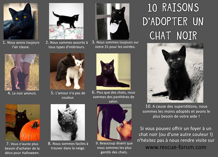 Les #chats noirs restent plus longtemps dans les #refuges ! Ne fermons pas les yeux sur eux ! RTSVP ! #rescue