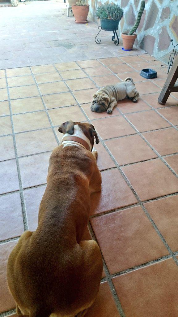 95Aniitaa's tweet photo. Chiquitillos uapos #orion #iris @jorgestyler @natalia_hs86 jijiji http://t.co/kuuUrvZ1gF