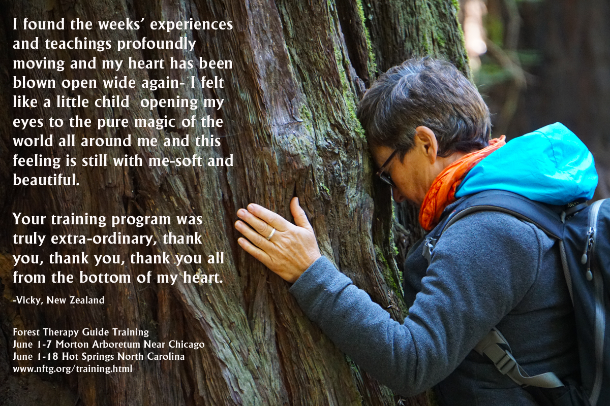 Amos Clifford On Twitter Forest Bathing Forest Therapy