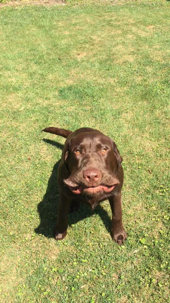 Nhill47's tweet photo. Incase you are having a bad day here's my dog sneezing http://t.co/DsdA75kLkz
