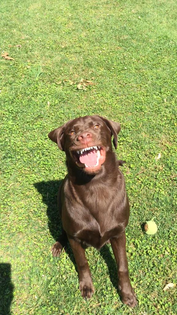 Nhill47's tweet photo. Incase you are having a bad day here's my dog sneezing http://t.co/DsdA75kLkz