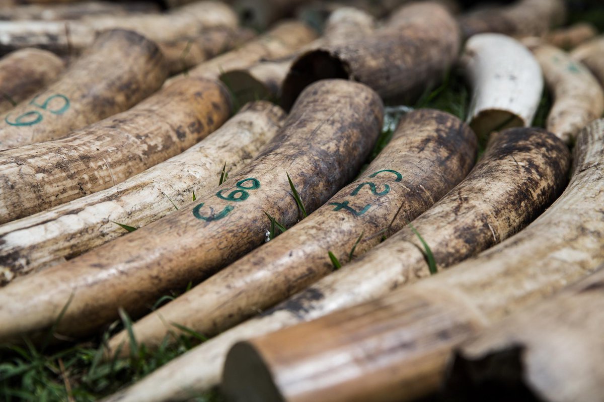 AllenPhil_'s tweet image. Our newest documentary set to give you a look inside ivory trade ow.ly/N6xwn  #sparkingchange