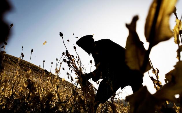 Engineered yeast paves way for home-brew heroin ow.ly/N5NOE