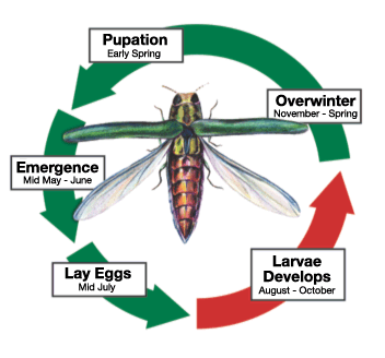 TreecareScience tweet picture
