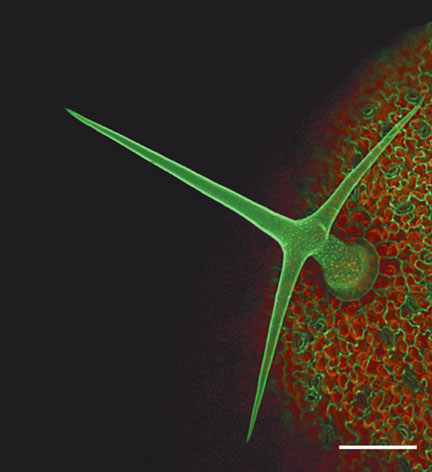 KEHplantsci's tweet photo. My favourite plant bio pictures, to celebrate Fascination of Plants Day #plantsci #FOPD #FOPD15 http://t.co/AZP1roSG7f