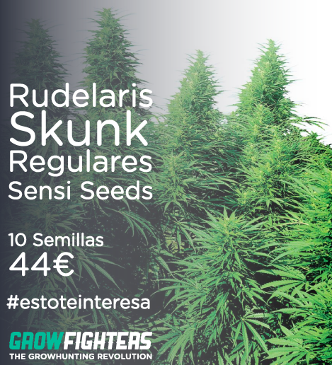 Growfighters's tweet photo. Rudelaris Skunk Regulares Sensi Seeds
10 Semilla x 44€
http://t.co/7MckV8KirR
#estoteinteresa #cannabis http://t.co/6UErNZw4yK
