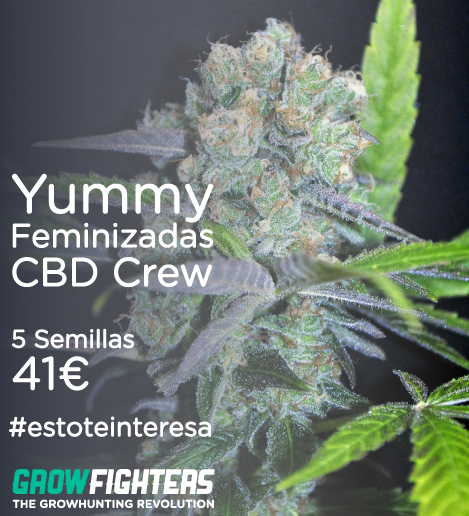 Growfighters's tweet photo. Yummy Feminizadas CBD Crew
5 Semilla x 41€
http://t.co/IyYPMgUQIk
#estoteinteresa #cannabis http://t.co/mpumMXf1kv