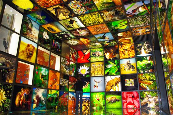 #SomosBiodiversidad La biodiversidad es la base de los servicios ecosistémicos → wp.me/p61fyW-9ep