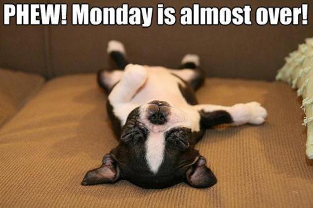 Top Race We Hope Today Wasn T Too Much Of A Struggle Monday Is Almost Over Have A Great Evening Funny Dog Meme Http T Co Jbgjyjkihj Twitter
