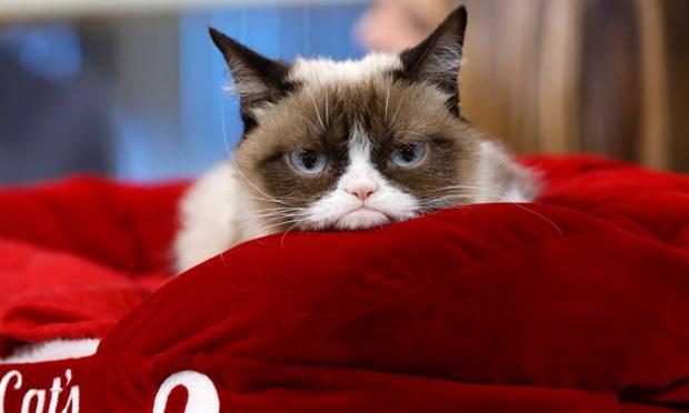 guardian's tweet image. Purrfect 10: the most popular cats from YouTube's first decade trib.al/tR4lmBQ