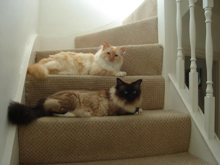 TrackingCats's tweet photo. #Missing brown, chocolate and white #cat from #London, Isleworth, UK. https://t.co/TH6e0Z09sS Plz RT