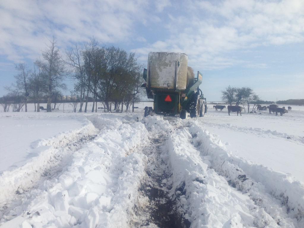 Guess we will bed the cows again #mbweatherprobs #farm365 #WestCanAg