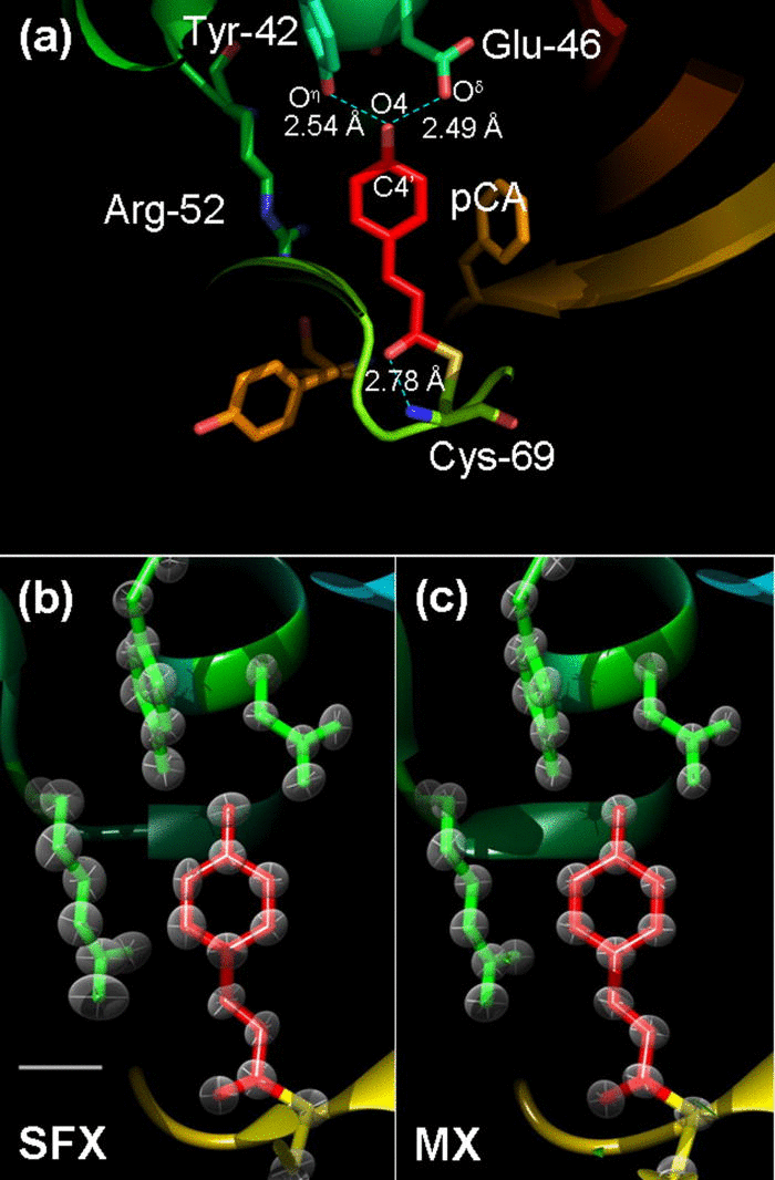 BioXFEL's tweet photo. Recent #BioXFEL publication: Room temperature structures beyond 1.5 Å by SFX #SNRTG http://t.co/UcgrGRUlFg http://t.co/fLMuCT6k7I