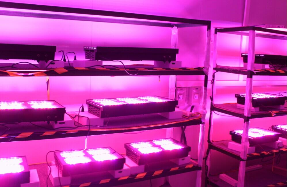 KindBulbs's tweet image. Take a look at our LED systems today! KindBulbs.com #LED #indoorgrowing #growlights #hydroponics #growing