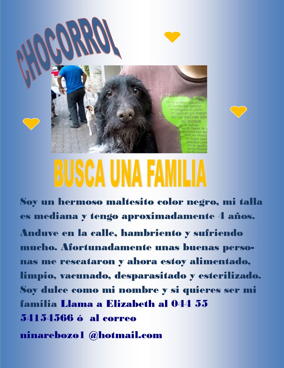 IvethSH's tweet photo. @mayuye_69 @felikw @Marchaxanimales @AnimaNaturalis CHOCORROL BUSCA UNA FAMILIA AMOROSA. http://t.co/DylSXpVzro