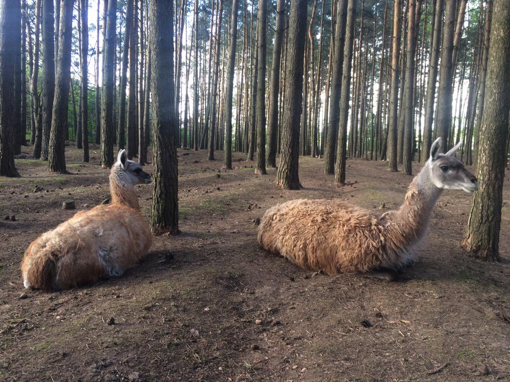TheVonTone's tweet photo. @joerogan llamas in Lithuania not giving a fuck http://t.co/n8gZUr9mgp
