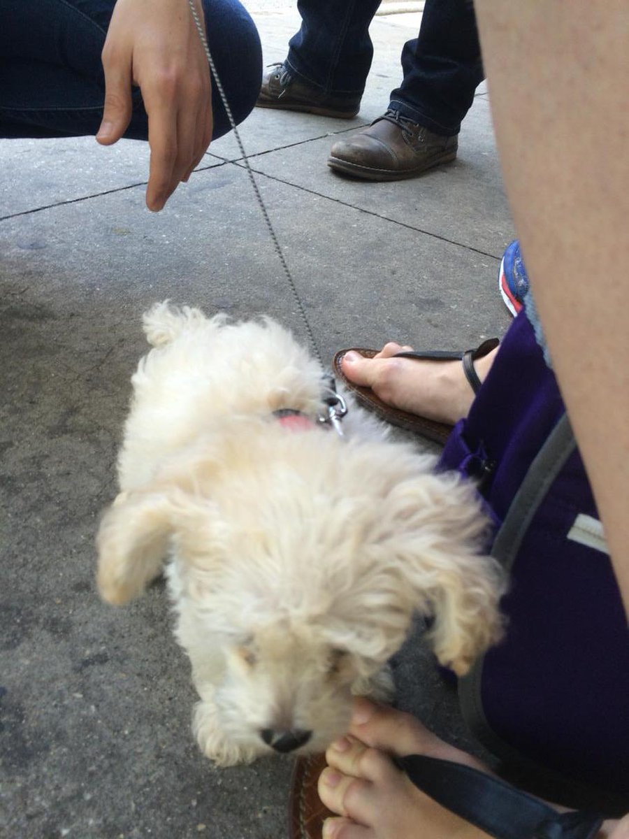The day you decide you don't need a pedicure or shaved legs, you meet a 1.8 lb puppy who attracts 8 handsome men.