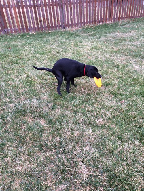 CauseWereGuys's tweet photo. The animal equivalent of taking your phone to the toilet.. http://t.co/78xjnzUfhQ