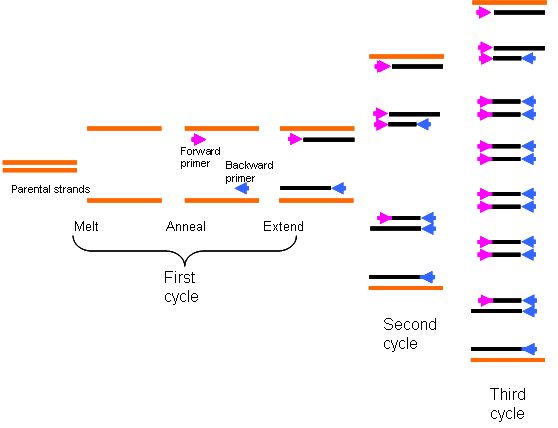 personalized pathway activated systems imaging in oncology