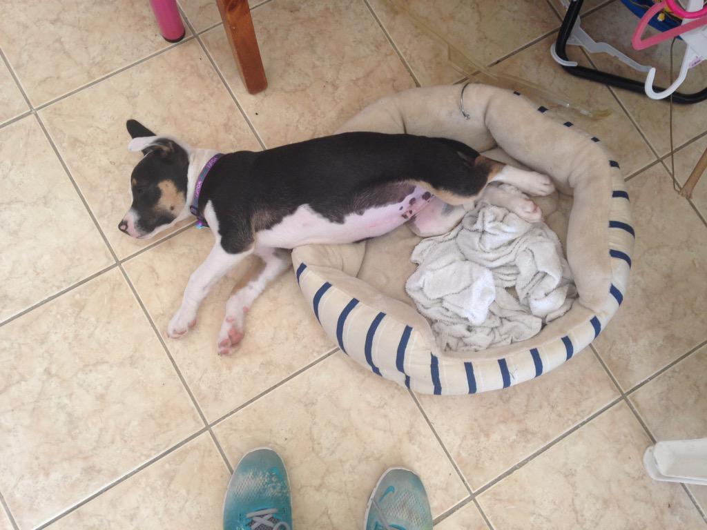 maryyyyramirez's tweet photo. Crazy sleeper like da mom! #HeBarks&ISnore http://t.co/QC1kkKrZKN