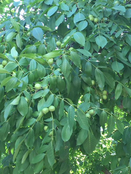 dstewartCCA's tweet photo. #ifertilize #californiawalnuts http://t.co/LLST8w5wlf
