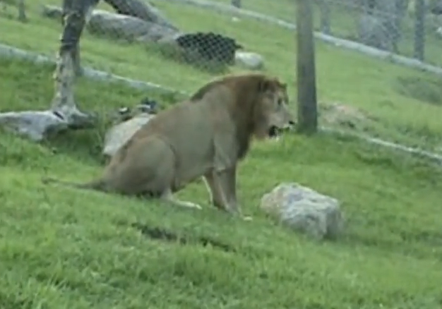 20m_genteytv's tweet photo. El león Will pisa la por primera vez la tierra tras 13 años en un circo. Así reacciona: http://t.co/PL4d5UFZkb http://t.co/oSfH8EMfpO