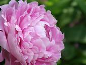 dbrenegan's tweet photo. Take the spring flower quiz: http://t.co/mqy006xu9a #in #flowers #spring http://t.co/7Ome4VaqEb