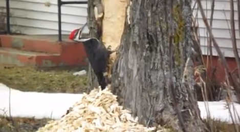 because birds tweet media