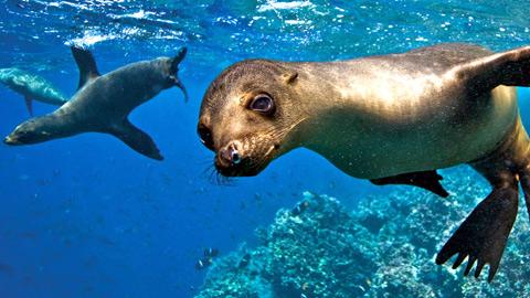 OnlyEcuador's tweet photo. Galapagos also known as Paradise http://t.co/y6DQIPkE6T