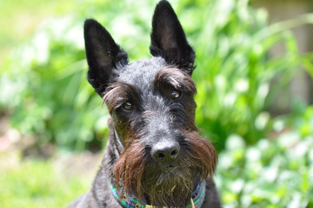 REDlineCC's tweet photo. #smartpaws #bugsybear #SmartNetworking #woofwoof http://t.co/cc4MzKBPbv