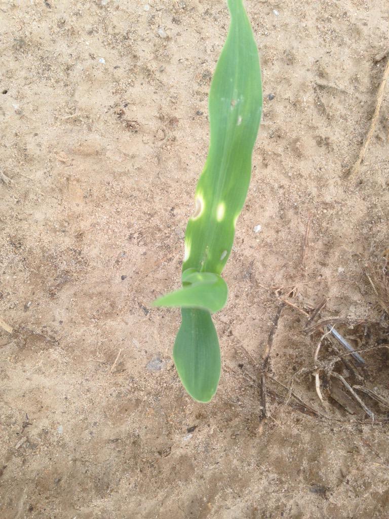 agrjosh's tweet photo. Wire worms eating the radical root off! http://t.co/sAbAZ8cKXt