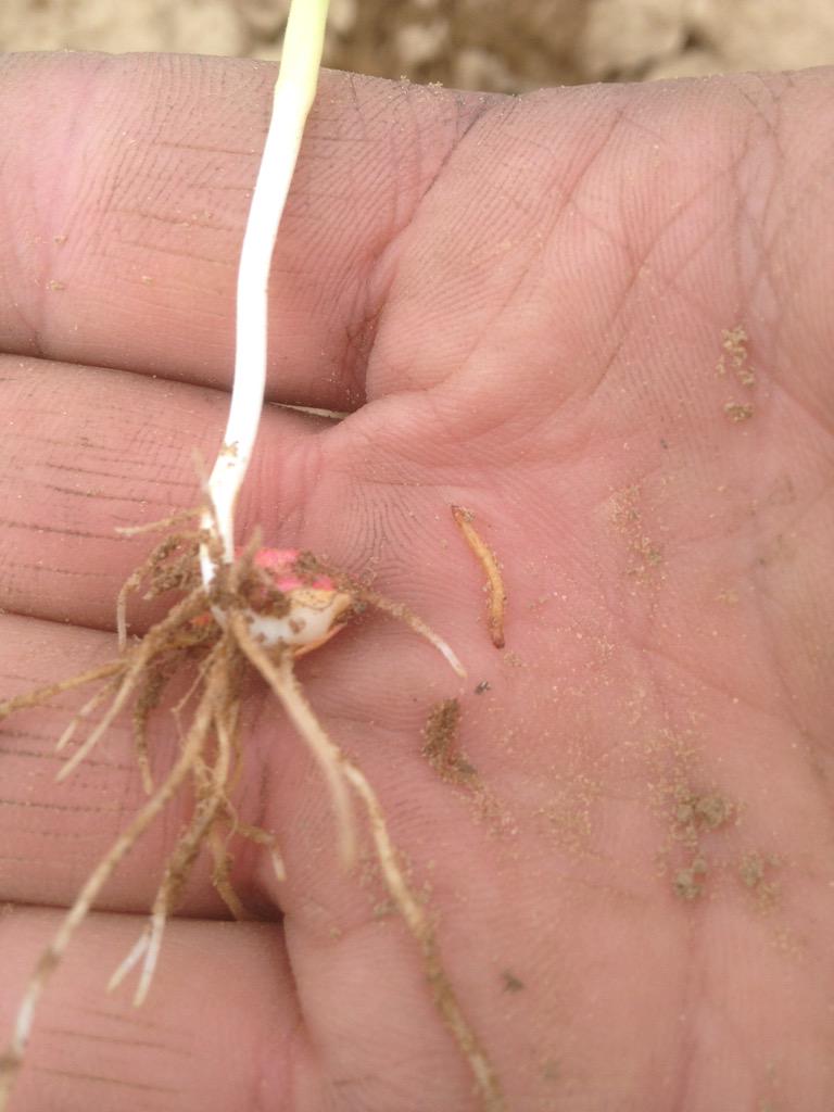 agrjosh's tweet photo. Wire worms eating the radical root off! http://t.co/sAbAZ8cKXt