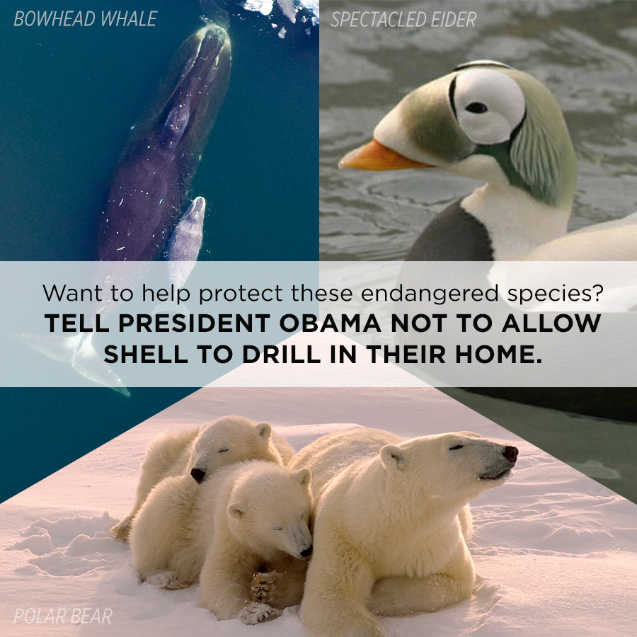 SierraClub's tweet photo. TAKE ACTION: Tell @Interior to say "Shell NO!" to drilling in the Arctic: http://t.co/k57wxpEA6R  #ShellNO http://t.co/nXzh10A3AY
