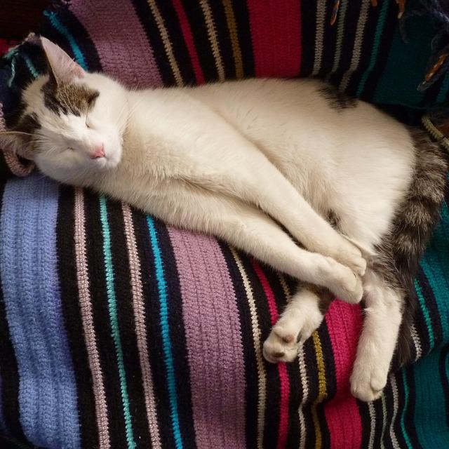 ZodiaCat's tweet photo. If I had a horoscope, I'm sure it would tell me to stay in bed today #kittyloafmonday #CatHoroscopes #CatsOfTwitter http://t.co/kjEaJcgFxN